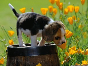 Spring-Animals-pup